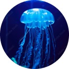クラゲ飼育愛好家様アイコン