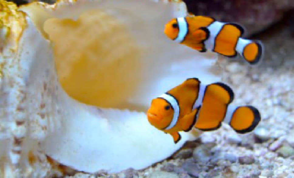 観賞魚用イメージ