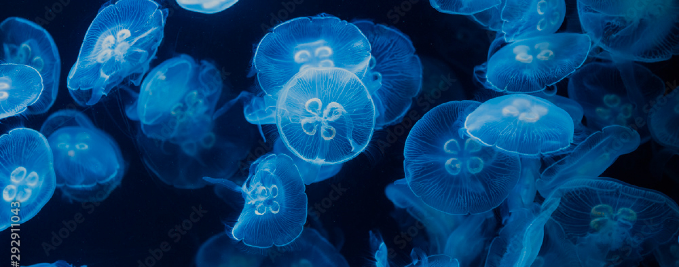 クラゲが大量に載っている写真